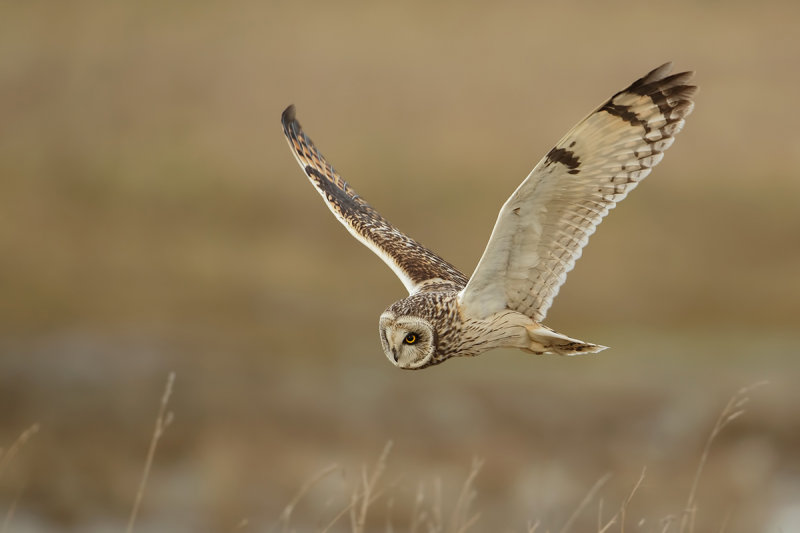 Short Eared Owl (Velduil)