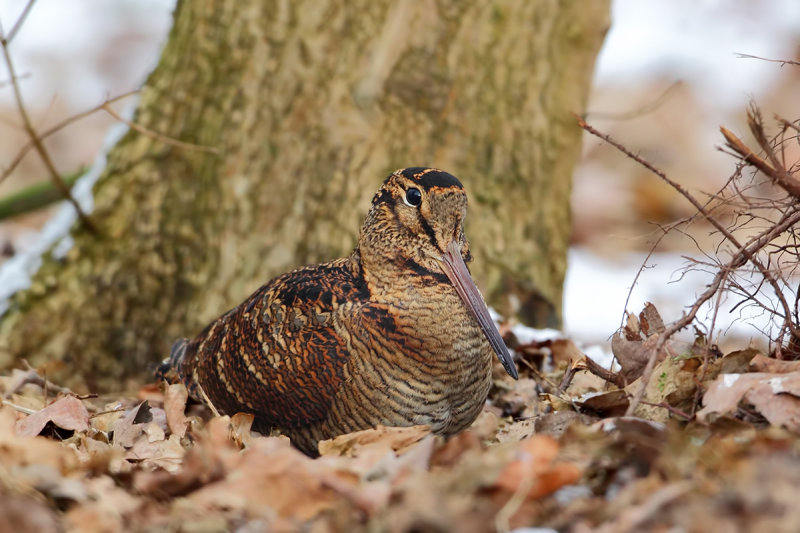 Woodcock (Houtsnip)