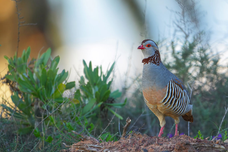 Barbary Partridge (Barbarijse Patrijs)