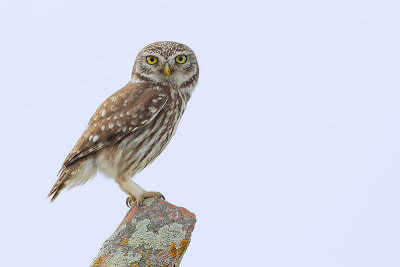 Little owl (Steenuil)