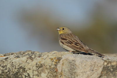 Cinereous Bunting (Smyrnagors)