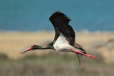Black Stork (Zwarte Ooievaar)