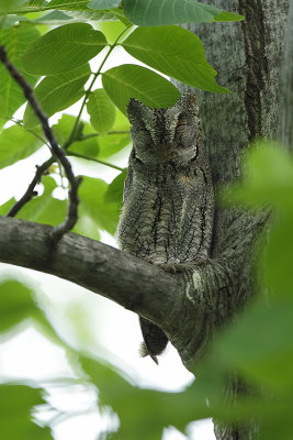Scops Owl (Dwergooruil)