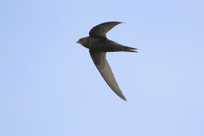 Common Swift (Gierzwaluw)