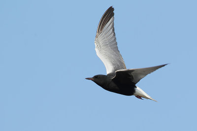 White-winged Tern (Witvleugelstern)