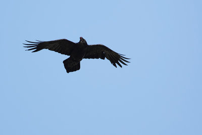 Northern Raven (Raaf)