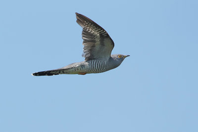 Cuckoo (Koekoek)