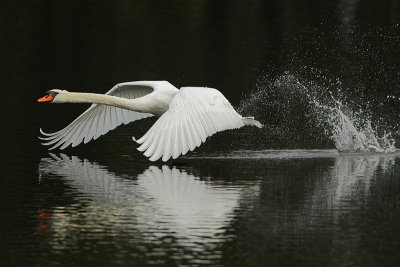 Mute Swan (Knobbelzwaan)
