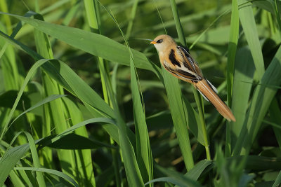 Bearded Reedling (Baardmannetje)