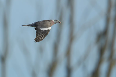 Common Wood Pigeon (Houtduif)