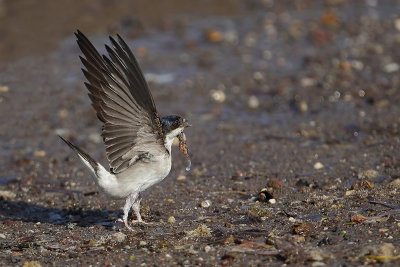  House-Martin (Huiszwaluw)