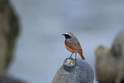 Common Redstart (Gekraagde roodstaart)