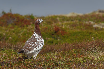 Willow Grouse (Moerassneeuwhoen)