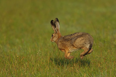 Hare (Haas)