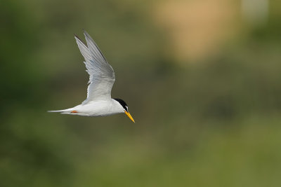 Little tern (Dwergstern)