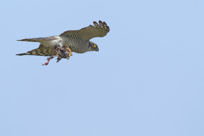 Sparrowhawk (Sperwer)