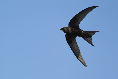 Common Swift (Gierzawaluw)