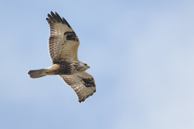 Rough-legged Buzzard (Ruigpootbuizerd)