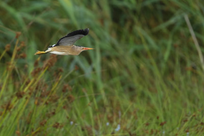 Little bittern (Woudaap)