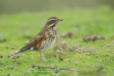 Redwing (Koperwiek)