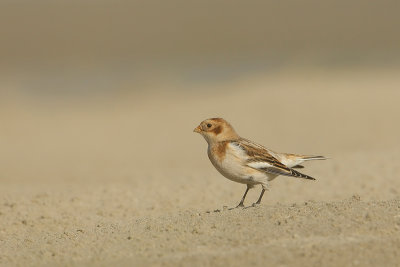 Snow Bunting (Sneeuwgors)