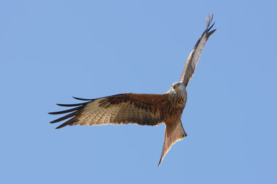 Red Kite (Rode Wouw)