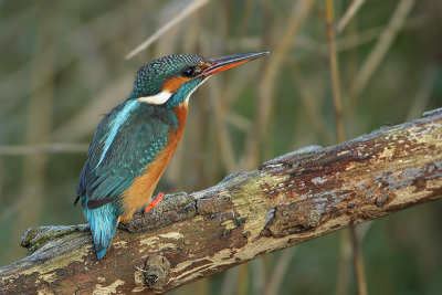 Kingfisher (IJsvogel)