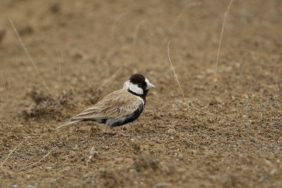 Black-crowned Sparrow-Lark  (Zwartkruinvinkleeuwerik)
