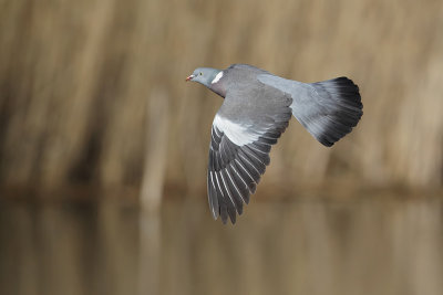 Common Wood Pigeon (Houtduif)