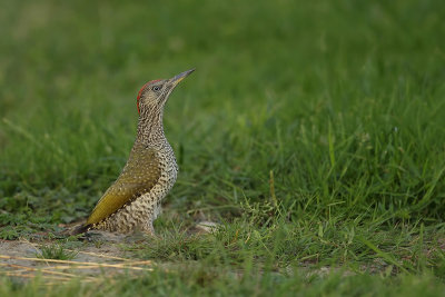 Eurasian Green Woodpecker (Groene specht)