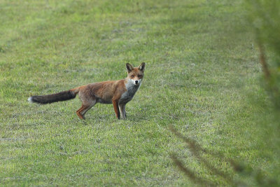 Fox (Vos)