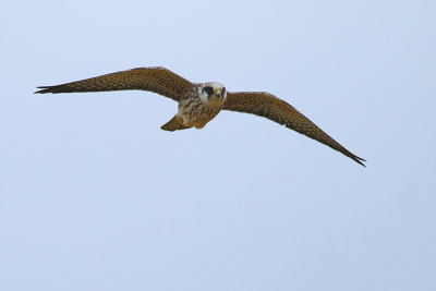 Red-footed Falcon (Roodpootvalk)