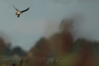 Sparrowhawk (Sperwer)