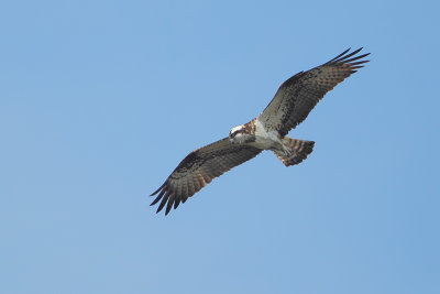 Osprey (Visarend)