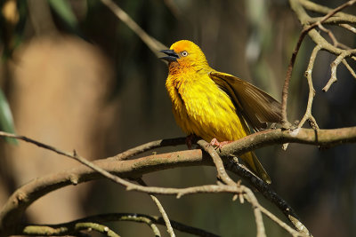 Cape Weaver  (Kaapse wever) 