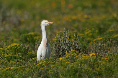 Cattle Egret (Koereiger)