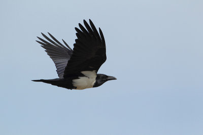 Pied Crow (Witborstraaf)