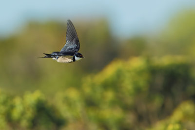 White Throated Swallow (Witkeelzwaluw)