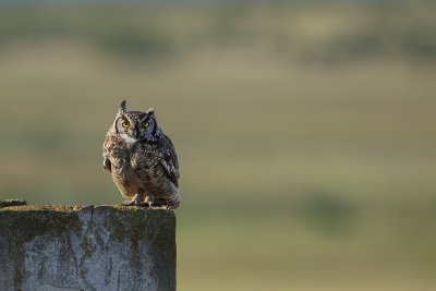 Spotted Eagle Owl (Afrikaanse Oehoe)