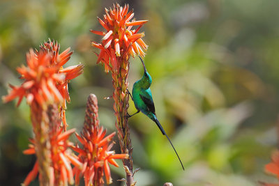 Malachite Sunbird (Emerald honingzuiger) 