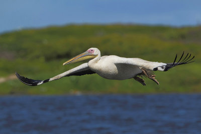Great white pelican  (Roze Pelikaan)