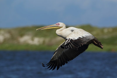 Great white pelican  (Roze Pelikaan)