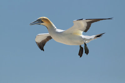 Cape Gannet (Kaapse Jan van Gent)