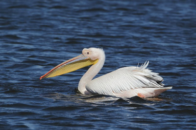 Great white pelican  (Roze Pelikaan)