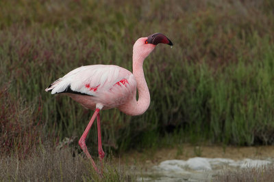 Lesser Flamingo (Kleine Flamingo)