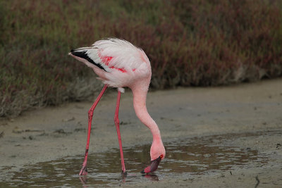 Lesser Flamingo (Kleine Flamingo)