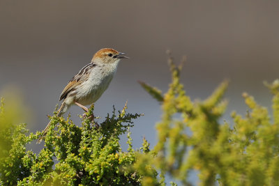  Levaillants Cisticola (Valleigraszanger)