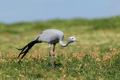 Bleu Crane (Stanleys Kraanvogel)