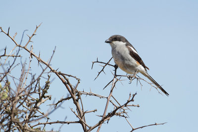 Common Fiscal (Gekraagde Klauwier)