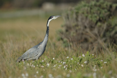 Black-headed Heron (Zwartkopreiger)